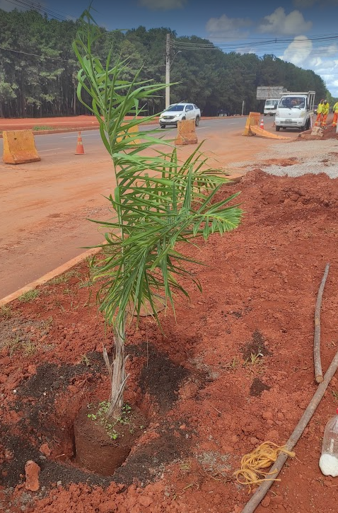 Muda de árvore implantada durante arborização de via pública